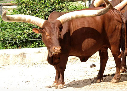 Watusi Cow