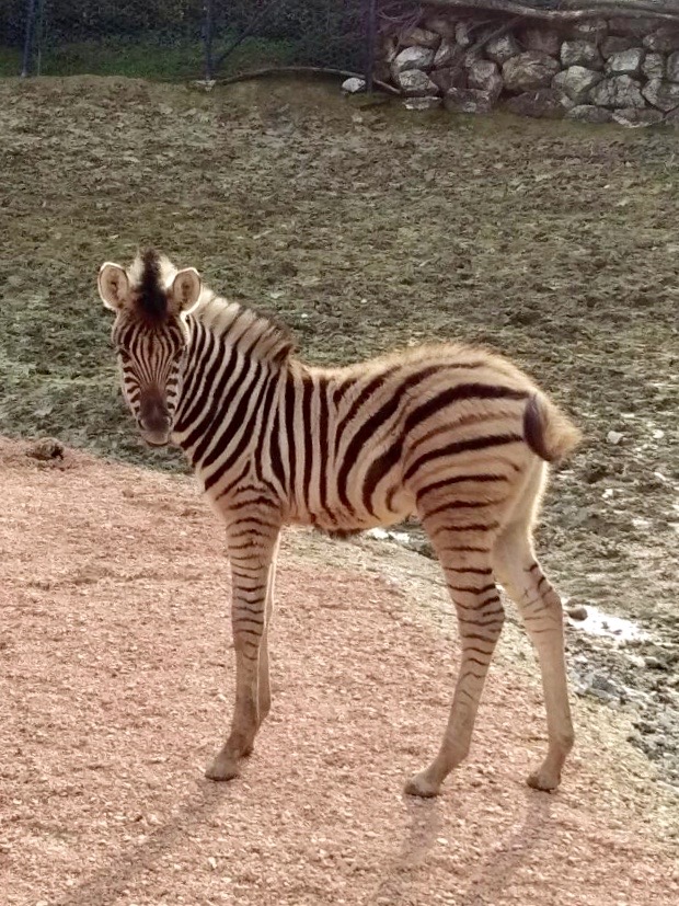 zebra zoo 2018