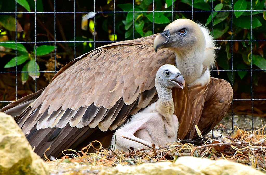 Boom di nascite al Parco Zoo Falconara