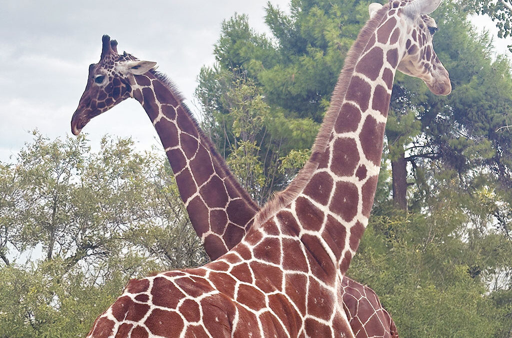 Biton ha due nuovi amici: sono arrivate le giraffe Stefan e Mandela
