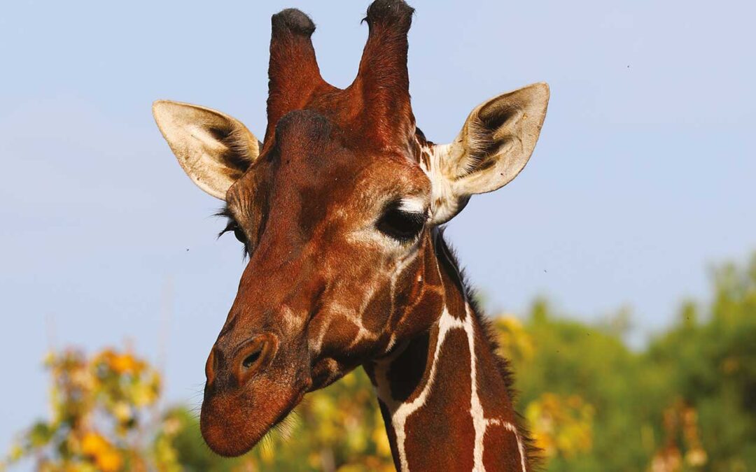 Giraffa