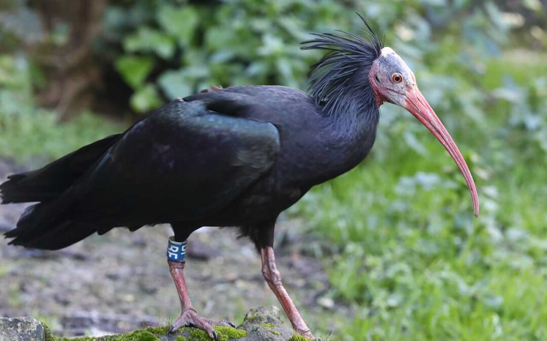 Ibis Eremita