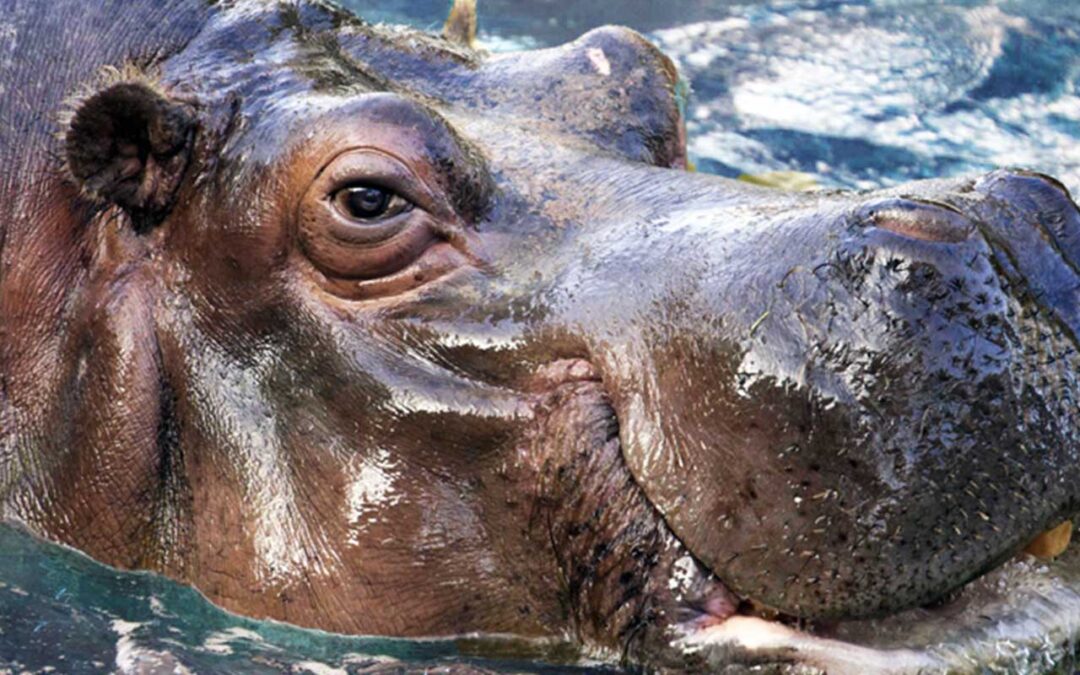 Ippopotamo