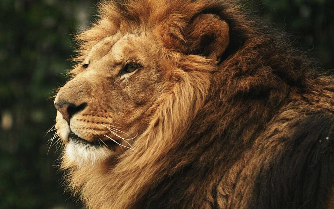 Leone Africano