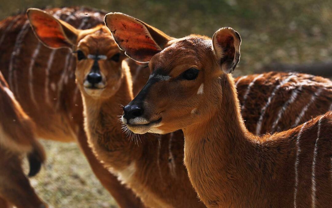 Nyala