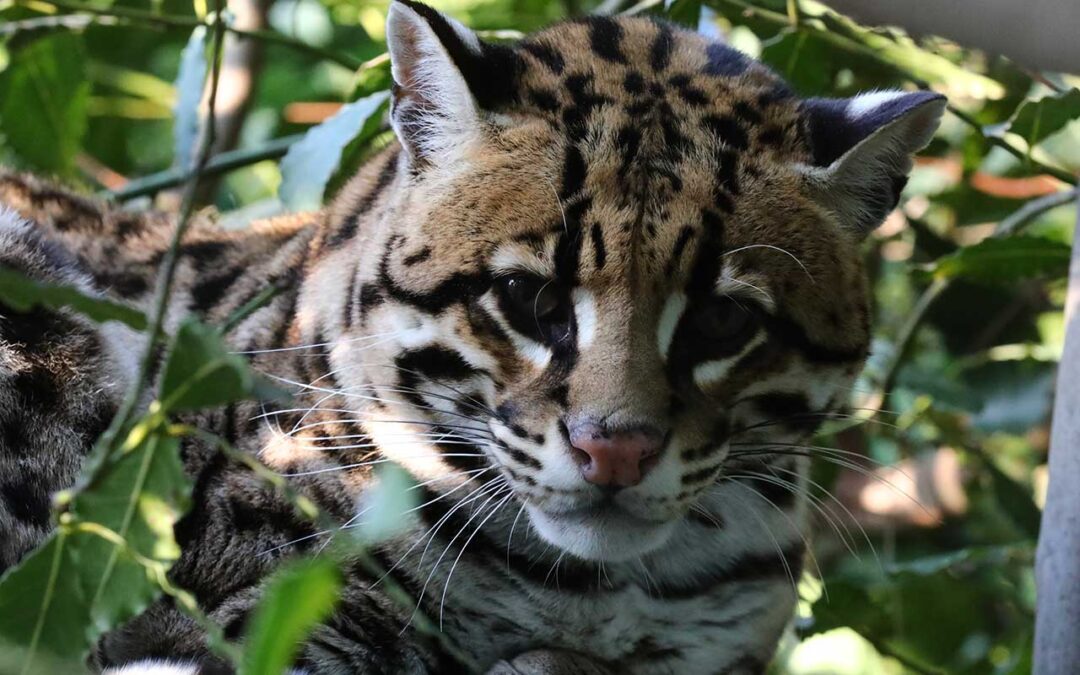 Ocelot