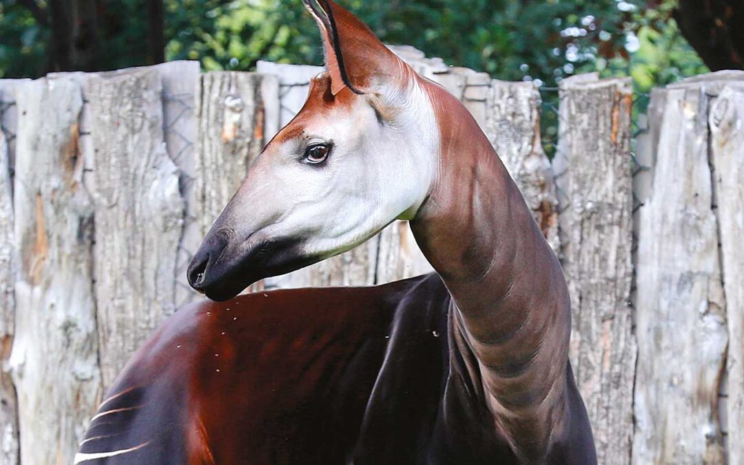 Okapi