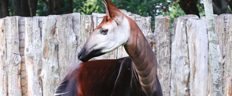 Okapi - Parco Zoo Falconara