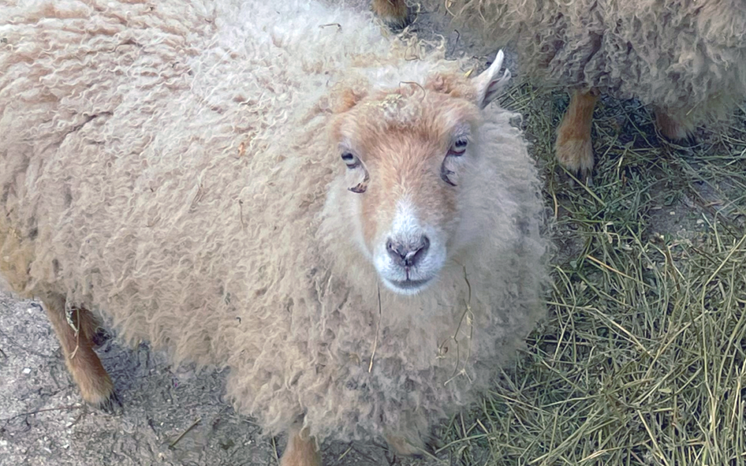 Pecora d’Ouessant