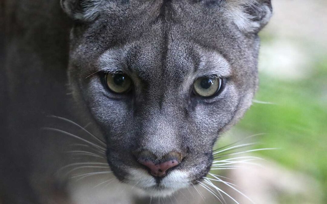 Puma