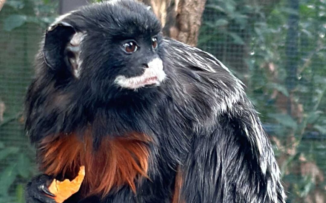 Tamarino dalle Labbra Bianche