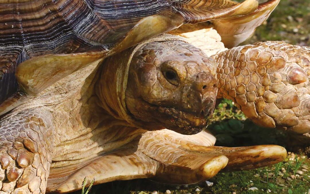 Testuggine Sulcata