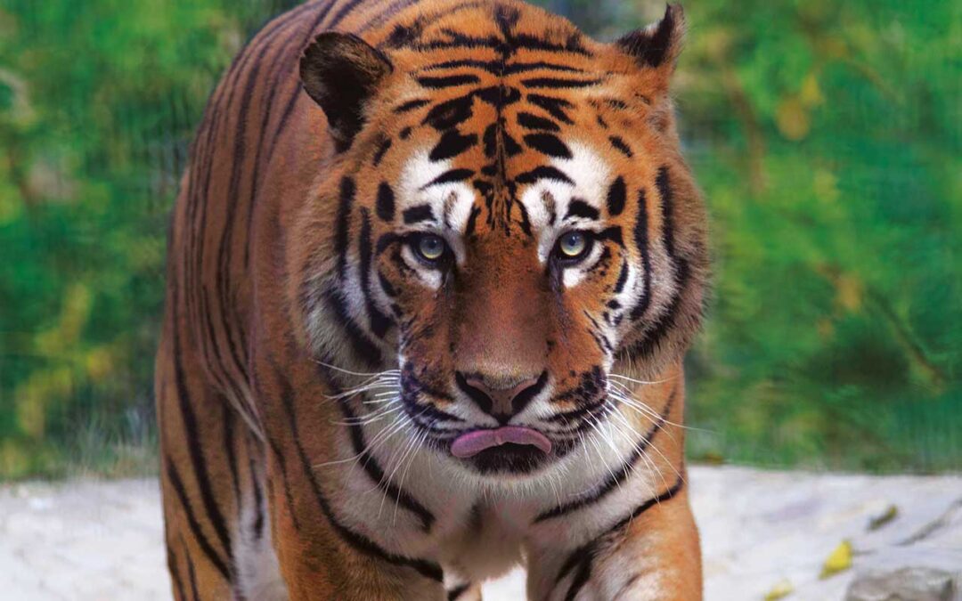 Tigre
