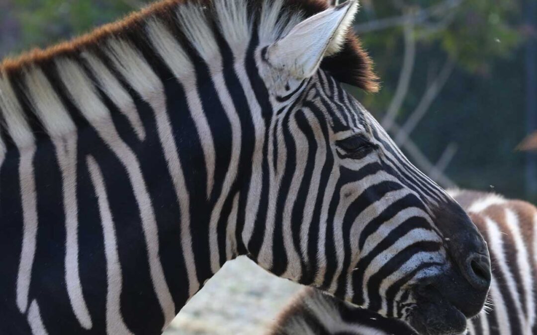 Zebra