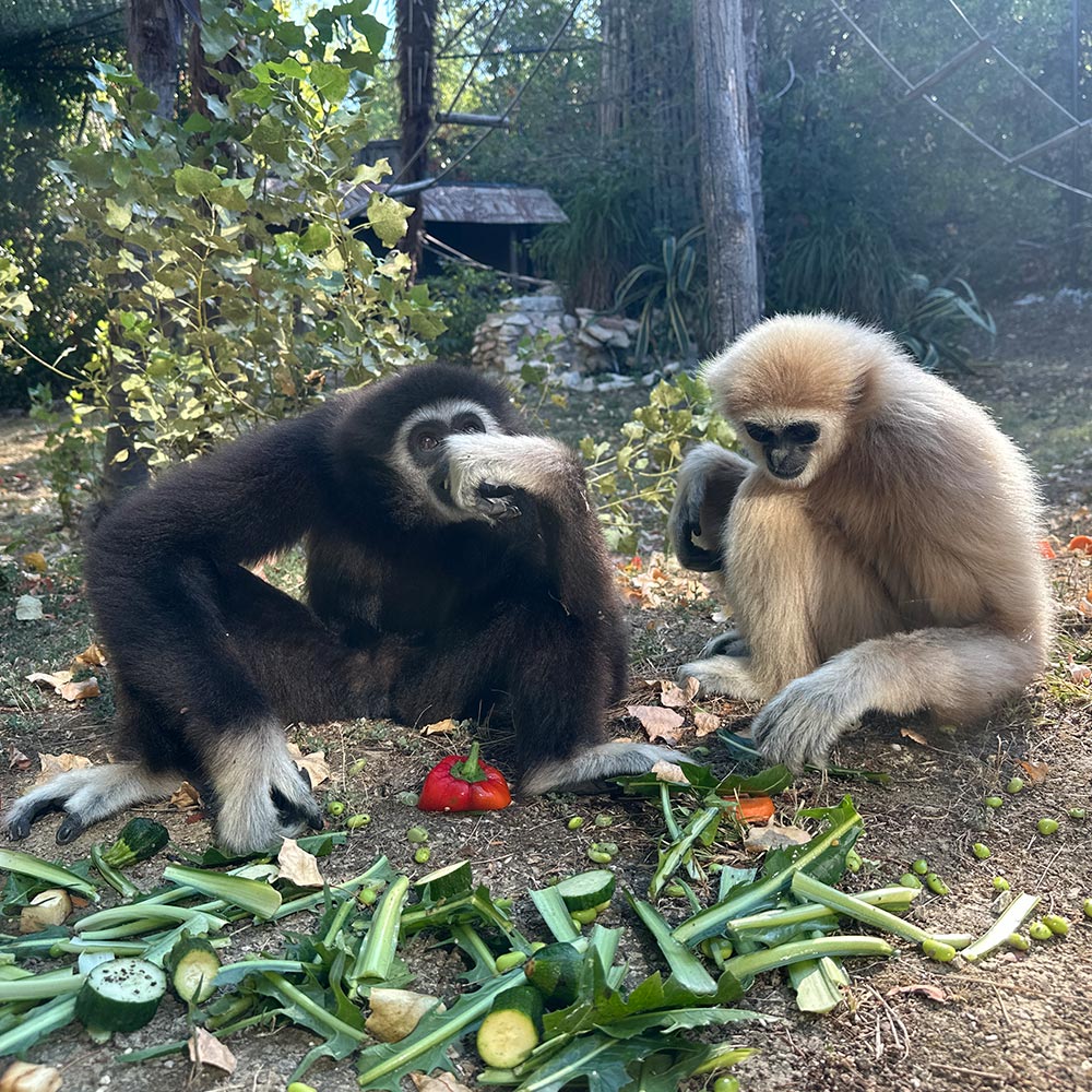 Cura e benessere degli animali - Parco Zoo Falconara Cura e benessere degli animali - Parco Zoo Falconara