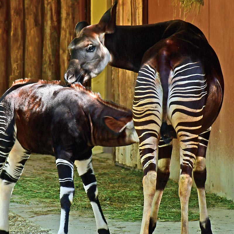 okapi-parco-zoo-falconara_2 Progetti di conservazione delle specie - Parco Zoo Falconara