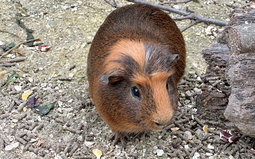 Cavia Peruviana