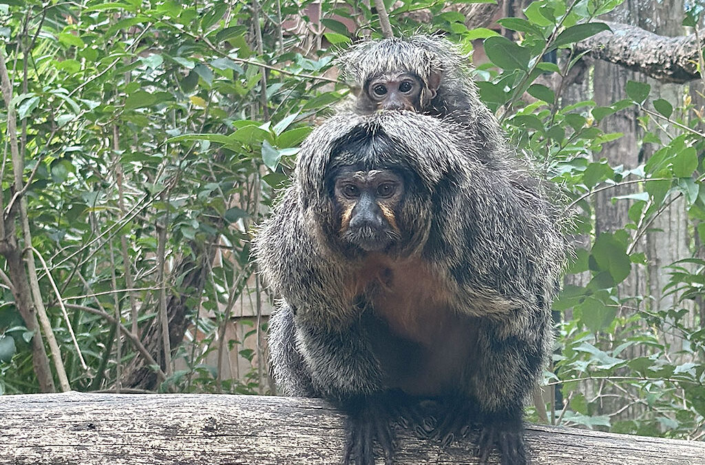 Il 1° marzo riapre il Parco Zoo Falconara