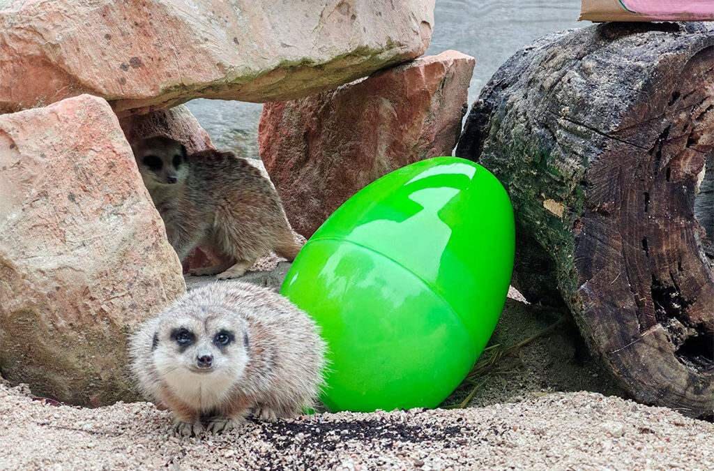 Pasqua al Parco Zoo Falconara