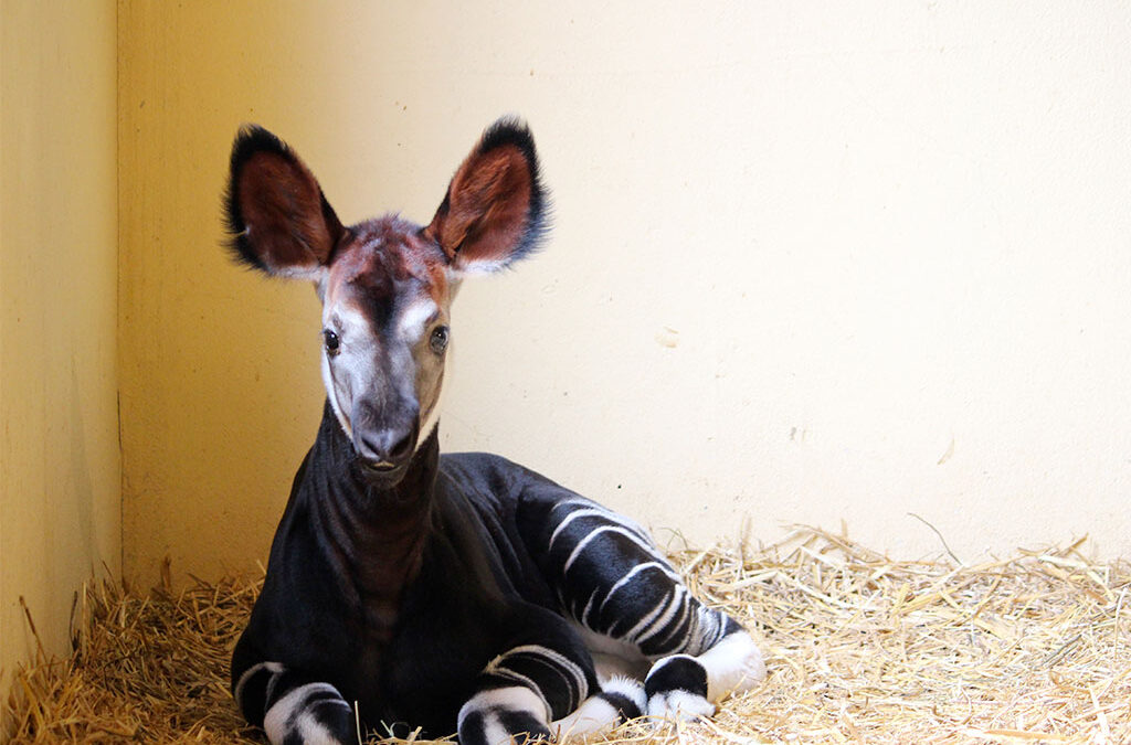 Dalla nascita dell’okapi Vittoria all’arrivo dei canguri