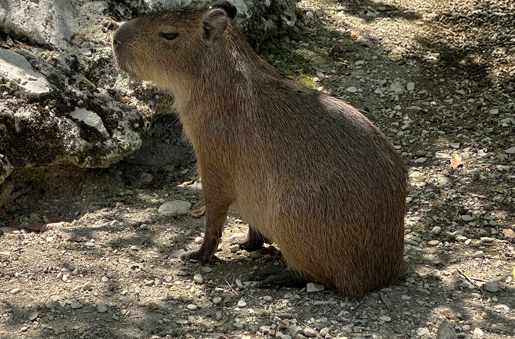 Capibara