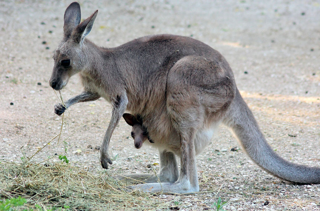 E’ nato un cucciolo di canguro grigio orientale