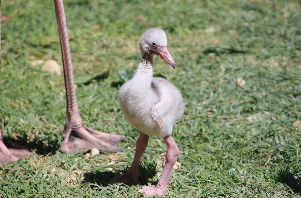 Fiocchi d’estate al Parco Zoo Falconara
