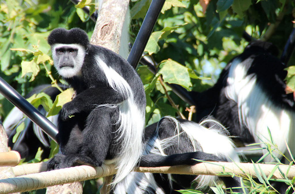 Le scimmie guereza conquistano il Parco Zoo Falconara: mantello bicolore e agilità tra i rami