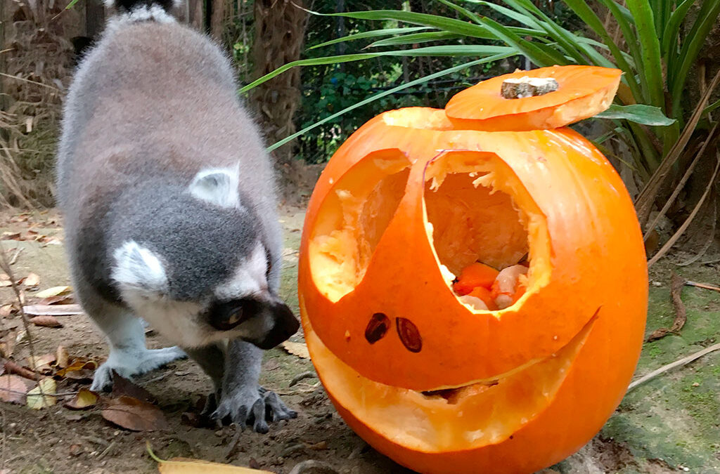Ottobre al Parco Zoo Falconara tra natura e brividi di Halloween