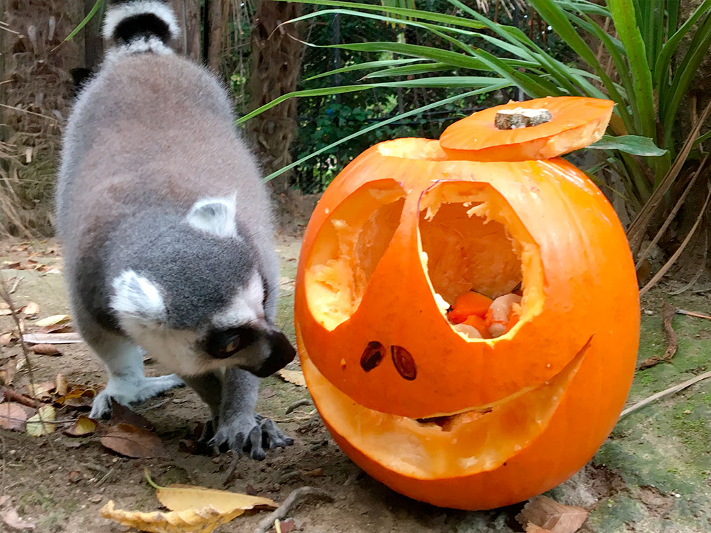 news_halloween-2025