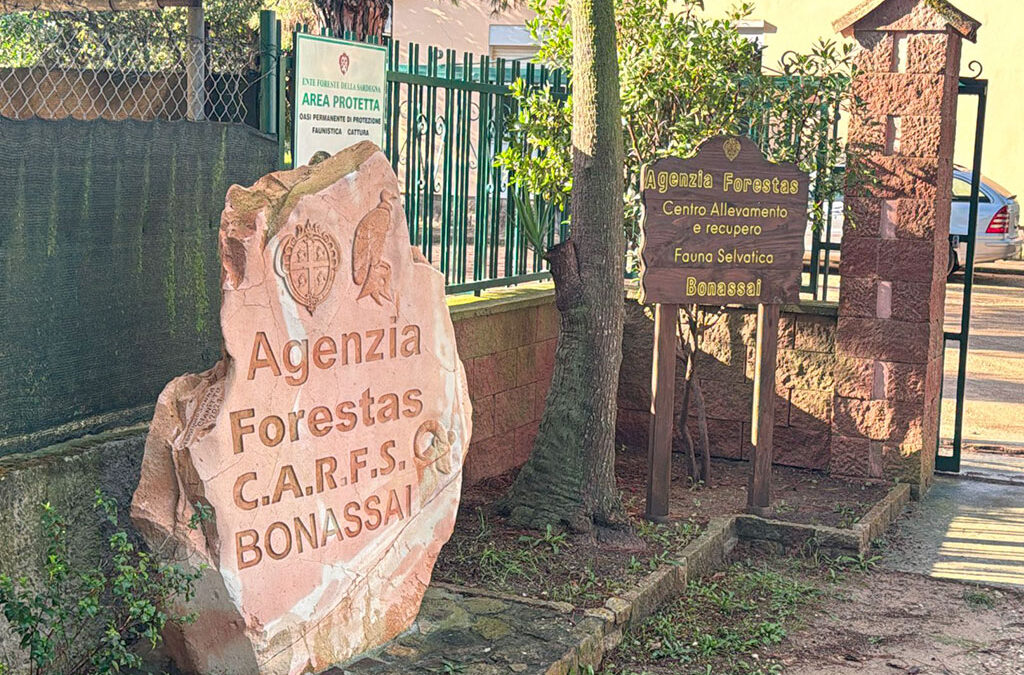 Dal Parco Zoo Falconara alla Sardegna: l’avvoltoio grifone Sky introdotto in natura per ripopolare la specie a rischio