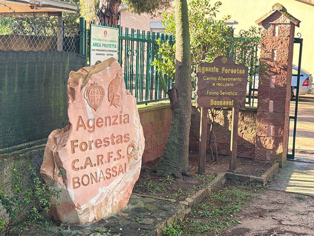 news_reintroduzione-grifone