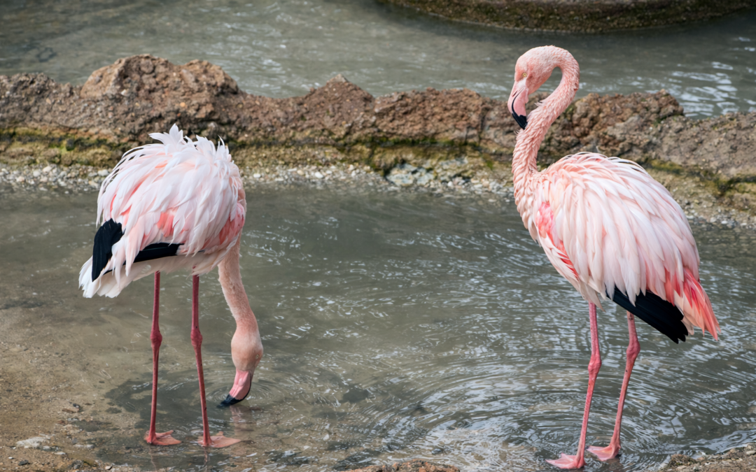 Zone umide da salvare: il Parco Zoo Falconara partecipa alla campagna EAZA “Wetlands for life”