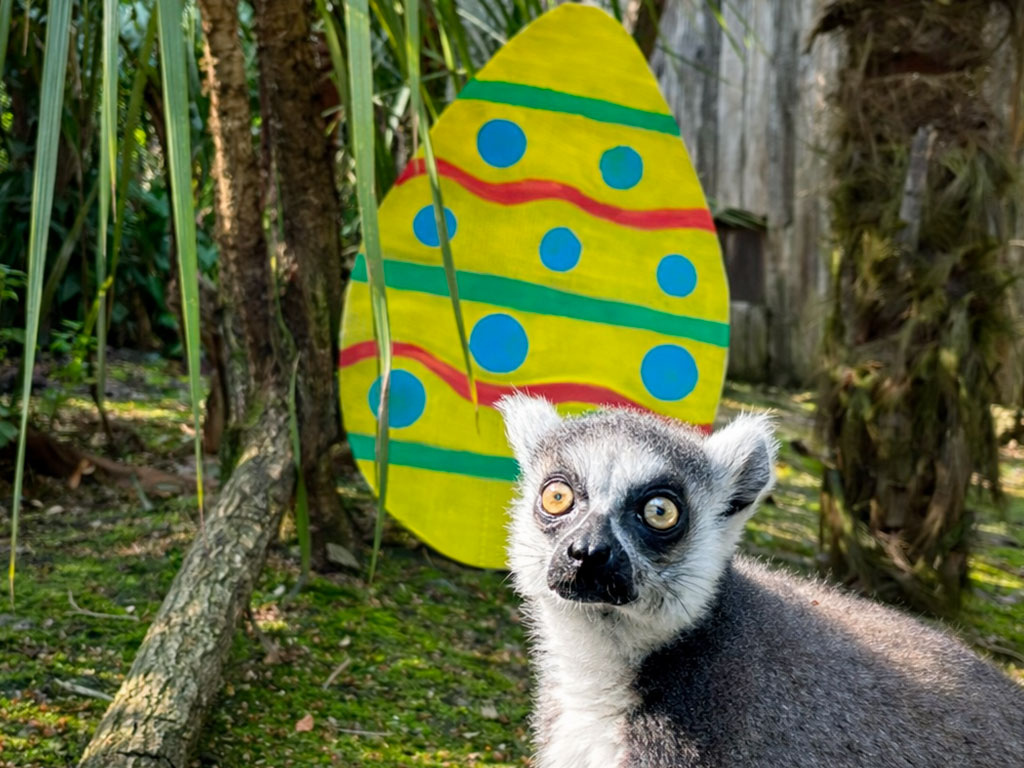 Caccia alle uova 🥚