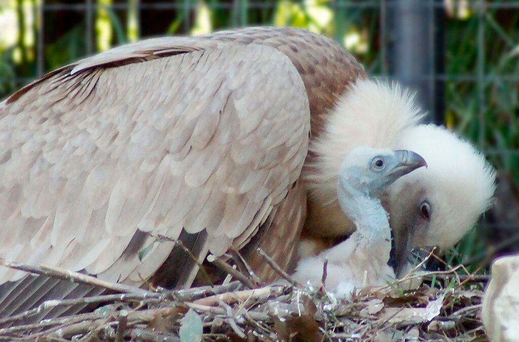 Festa al Parco Zoo Falconara: nasce un grifone, simbolo dell’impegno per la tutela della biodiversità