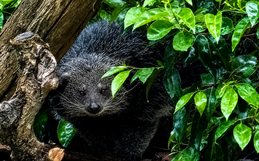 Un nuovo protagonista al Parco Zoo Falconara: il binturong