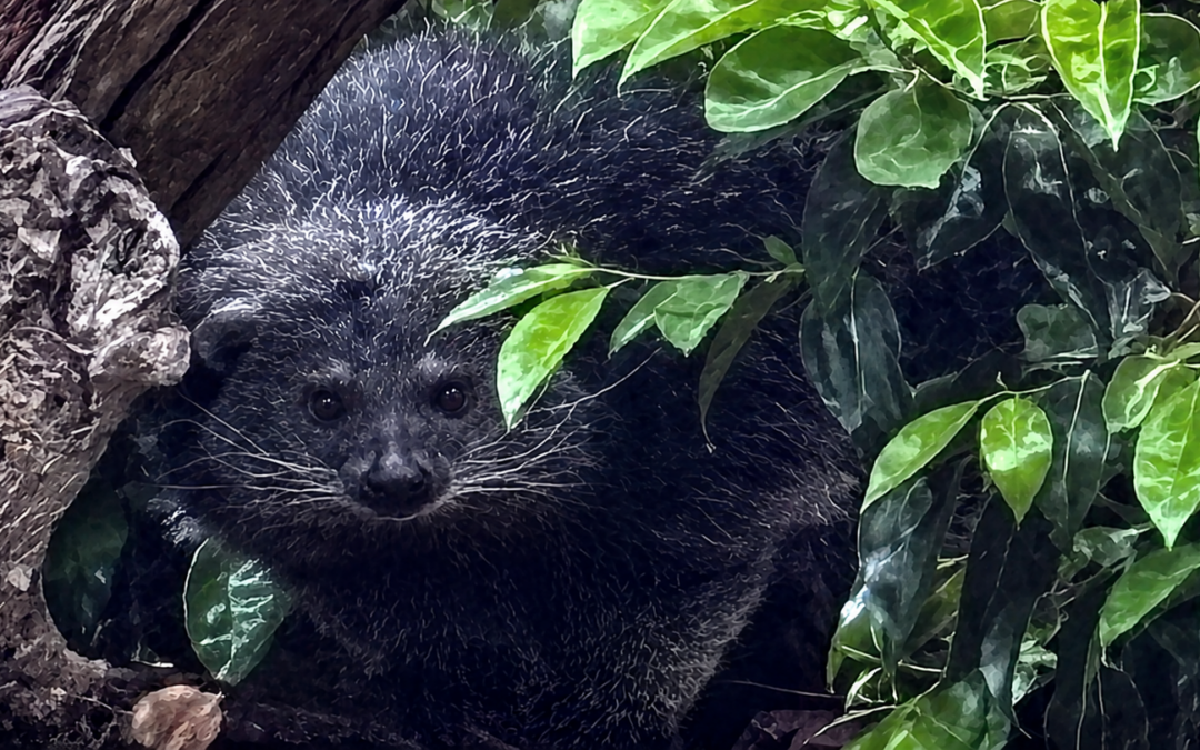 Binturong