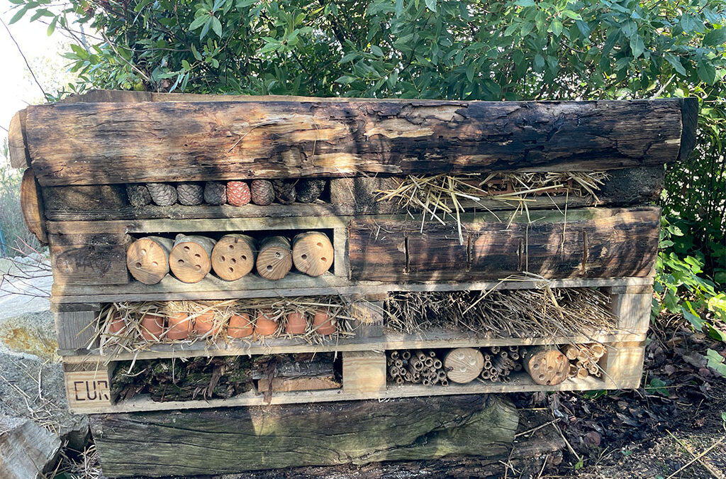 Costruire una Bugs Hotel: un piccolo gesto per aiutare la biodiversità