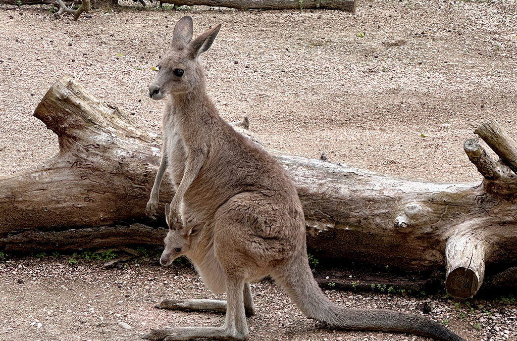 Dal marsupio ai primi salti: un nuovo cucciolo cresce al Parco Zoo Falconara