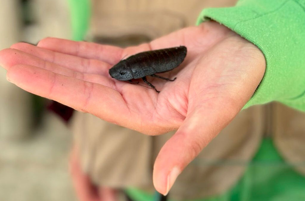 Invertebrati, incontri con la biologa e attività per bambini: il ponte del 2 giugno al Parco Zoo Falconara