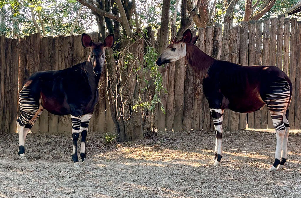 EAZA conferma l’accreditamento del Parco Zoo Falconara