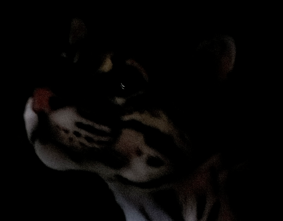 ocelot