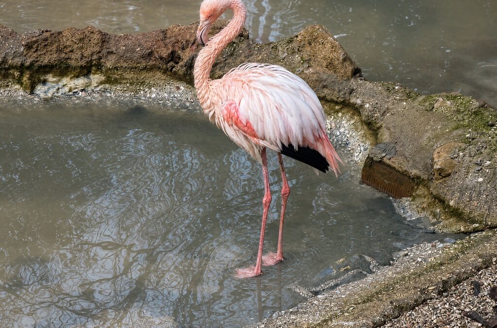 Wetlands for Life: alla scoperta delle zone umide